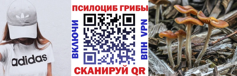 сайты даркнета какой сайт  продажа наркотиков  Моршанск  Галлюциногенные грибы Magic Shrooms 